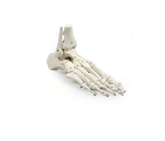 Fußskelett mit Schien - und Wadenbeinansatz, beweglich montiert, nummeriert – Funktionsmodell zur Abrollbewegung mit Knochennummerierung - Erler - Zimmer